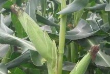 康农玉519玉米栽培技术要点，适宜播种期夏播