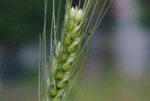 蜀麦114小麦栽培技术要点，每亩适宜基本苗12万—14万