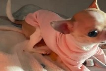 吉娃娃经常哭的原因，患病时会通过流泪吸引主人的注意