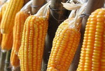 三峡玉25玉米栽培技术要点，注意防治纹枯病和茎腐病