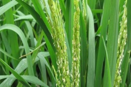 蓉18优609水稻栽培技术要点，综合防治病虫害