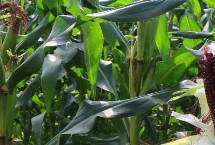 强鑫99玉米栽培技术要点，每亩用15千克尿素