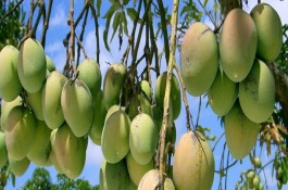 芒果结果期的管理办法，可农业、物理机械和生物防治