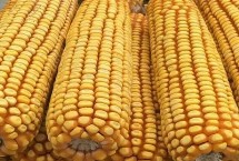 万甜2015玉米栽培技术要点，生育期86.5天