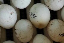 鹅蛋啄壳后非常久都没出来怎么办，要根据情况决定是否进行人工助产