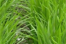 隆晶优1195水稻栽培技术要点，全生育期120.7天