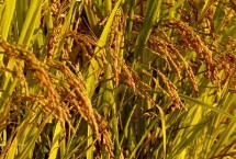 瑞两优1803水稻栽培技术要点，一般6月上旬—6月中旬播种