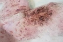 狗狗脓皮症的病因,会有脓疱疹、脓小脓疱及脓性分泌物