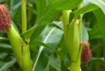 文研129玉米栽培技术要点，在中上等肥力地块种植