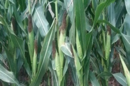豫单916玉米栽培技术要点，中抗茎腐病26.19%