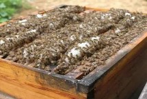 一箱蜜蜂能产出多少蜜，可能是群势太弱或蜂王太老等