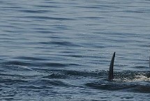 生活习性，因全身体色基本上都是灰色而得名