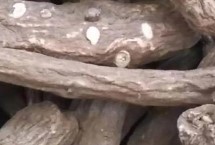 一枝蒿的药材性状，一种多年生草本植物