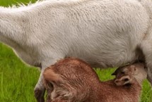 奶羊吃什么料下奶多，可以采用以下五种方法