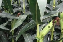 乐盈635玉米栽培技术要点，注意防治丝黑穗病和叶斑病