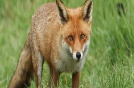 狐狸适合在什么环境下生活，可以在森林、草原、半沙漠中生存