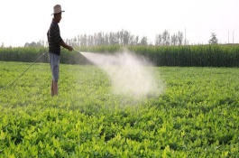 什么情况下使用芸苔素,可延长花期