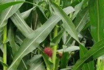 郑单901玉米栽培技术要点，大喇叭口期防治玉米螟虫