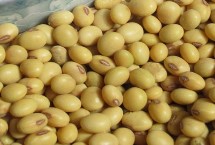 长农601大豆栽培技术要点，一般4月下旬至5月上旬播种