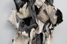 黑木耳和白木耳的区别，可以用手捏或者用水泡等