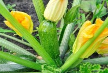 种植西葫芦的四个要点，主要措施是人工授粉