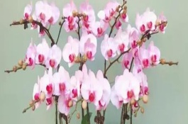 蝴蝶兰冬天如何浇水，放在室内即可