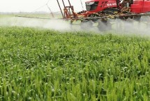 安科1804小麦栽培技术要点，属半冬性品种