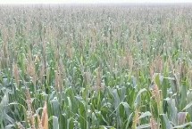 金瑞66玉米栽培技术要点，适宜密度为4500株/亩左右