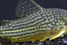 金珍珠鼠鱼怎么养，饲养难度不大