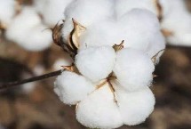 冀农大43号棉花栽培技术要点，高抗枯萎病病指4.84