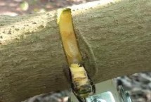 枣树环割的作用，在盛花期初期或盛花期进行