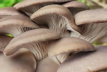 温室大棚适合种植哪些菌类，可以种植平菇、杏鲍菇等