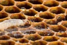 蜂箱内有巢虫如何处理，用硫磺蒸熏可起到杀虫效果