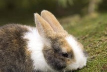 幼兔死亡的几个原因，每笼不得超过4只