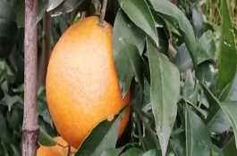 华美七号柑橘何时成熟，果实在10月中旬即成熟