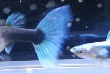 孔雀鱼怎么受精，是体内受精的