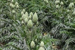 洋蓟简介，定植时控制好株距行距