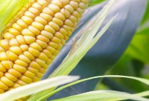 G903玉米栽培技术要点，中抗穗腐病