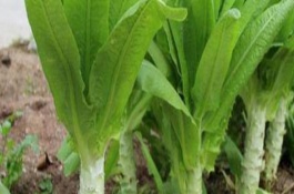 莴苣追肥注意事项，一般用种量50-60克