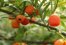 红豆杉的价格，株高和胸径会影响到市场售价