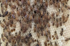 蜜蜂春繁怎样喂糖水，重点是保温和奖励饲喂