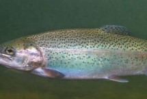 鳟鱼有哪些品种，别称虹鳟鱼、瀑布鱼、七色鱼