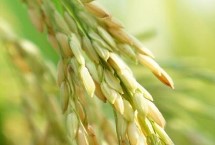 春80S水稻栽培技术要点，春80S水稻种子介绍