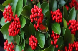 红玉珠简介，适合生长的温度为18-24℃