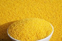 小米最早培育自哪种植物，蔚县、沁州、龙山等地的小米都很有名