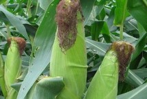 金辉8号玉米栽培技术要点，平均生育期127.4天