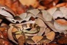 七步蛇是什么品种，属于蝰蛇科、尖吻蝮属蛇类