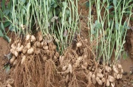 花生的生长过程，发芽出苗期大约为5-15天