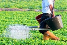 初秋怎么培育蔬菜苗，9-10点钟以后尽量不要浇水