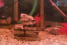 鹦鹉鱼能不能与孔雀鱼混养，需要一直开着氧气泵